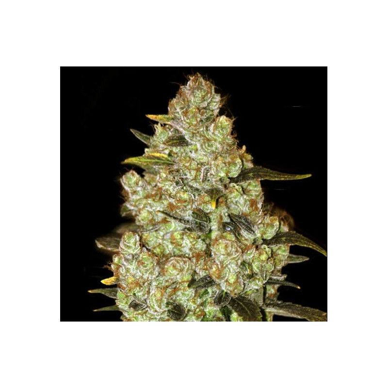 PSYCHEDELIC â™€  - 1