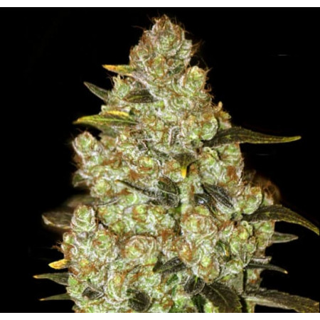 PSYCHEDELIC â™€  - 1