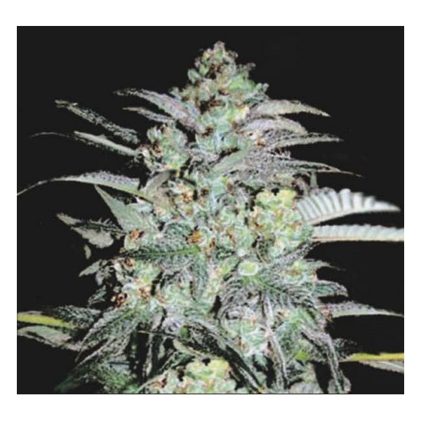 MAZAR EXTRA â™€  - 1