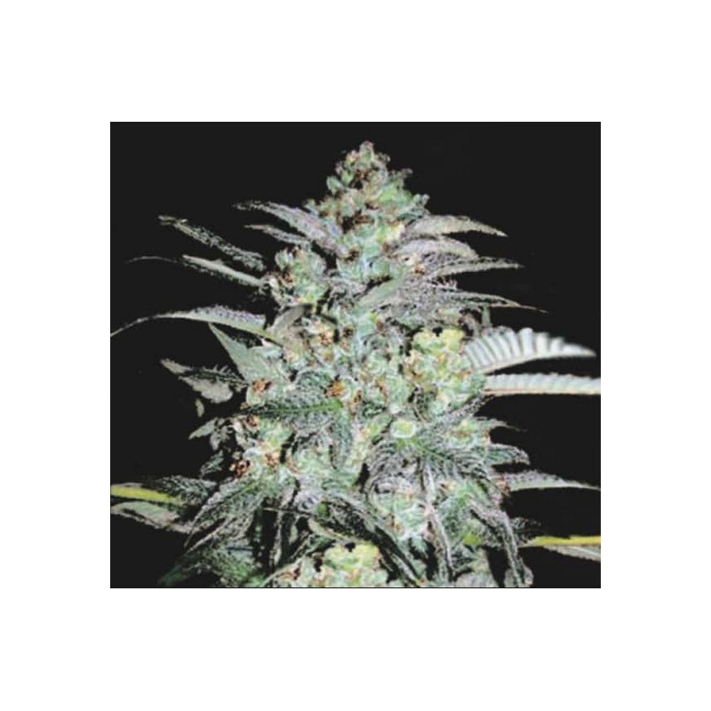 MAZAR EXTRA â™€  - 1