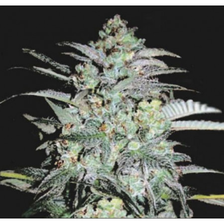 MAZAR EXTRA â™€  - 1