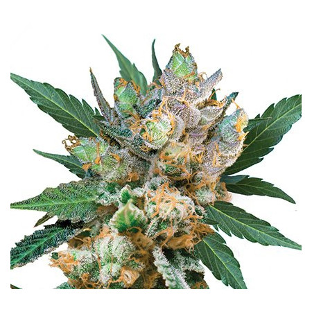 Royal Gorilla Auto  - 1