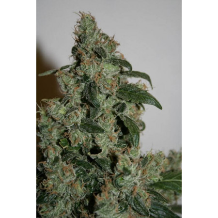 G13 Haze - ReguliÃ¨re  - 1