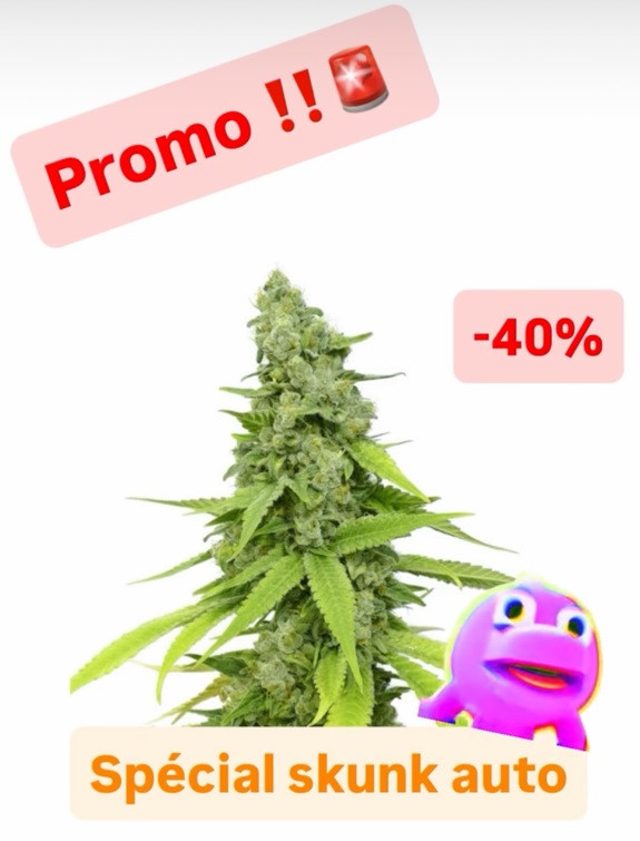 graine promo auto