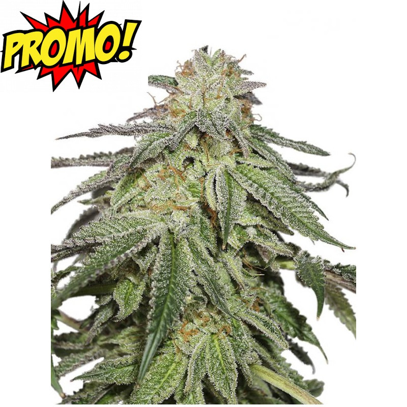 Promo auto 26